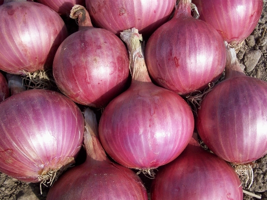 Foto Alam tanaman makanan menghasilkan