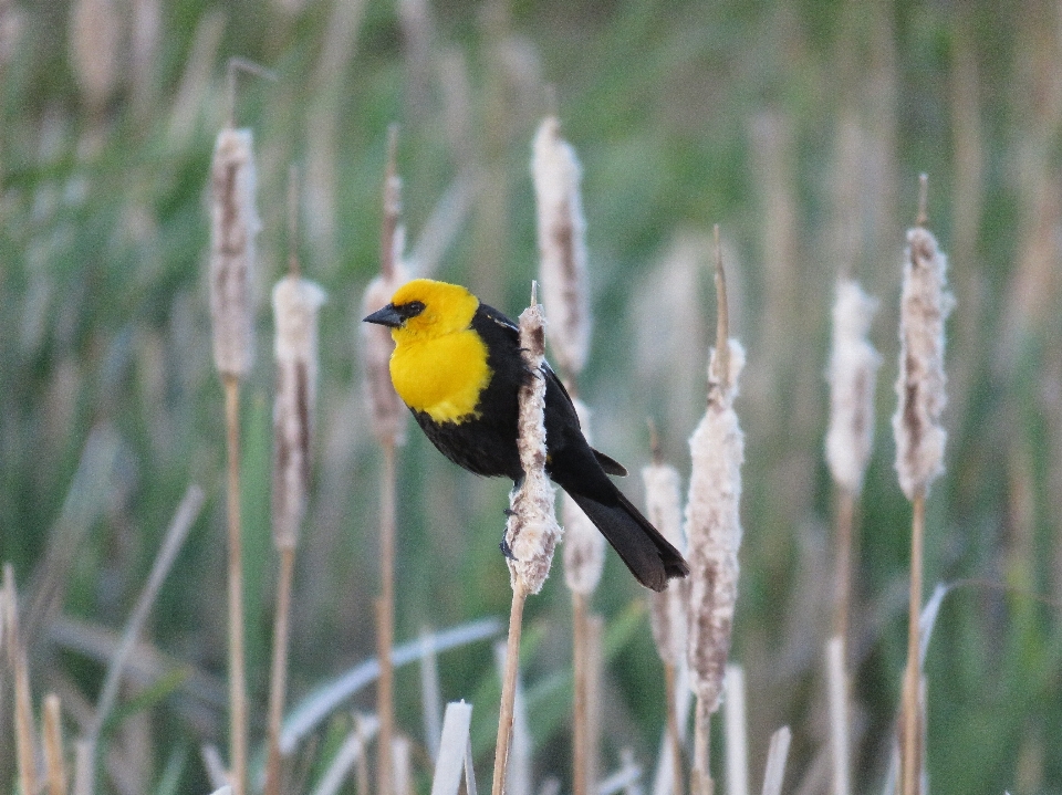 Nature marsh wetlands branch