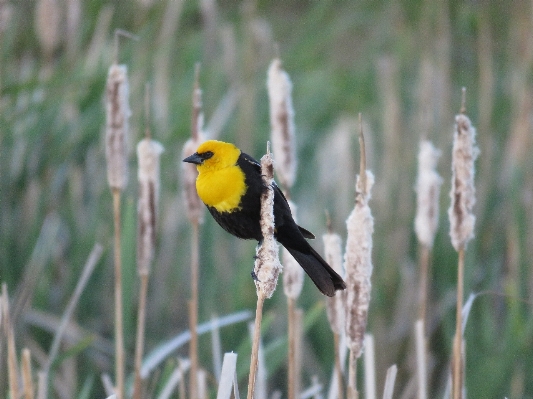 Nature marsh wetlands branch Photo