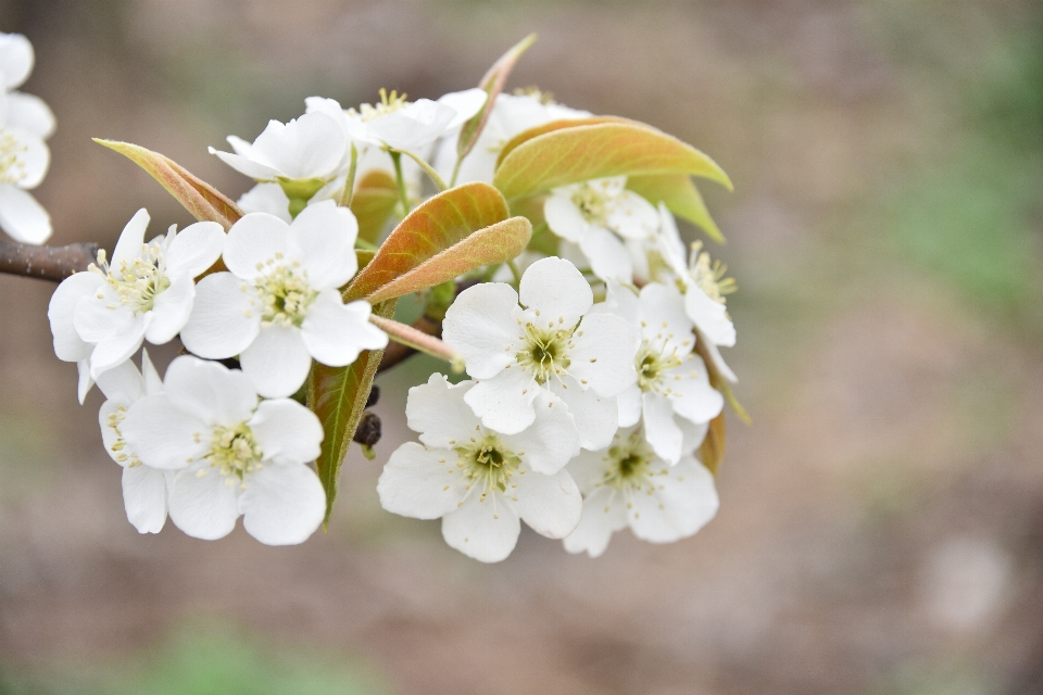 Bifurquer fleurir usine blanc