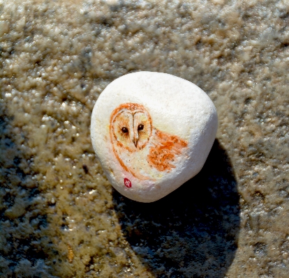 Nature sand rock bird Photo