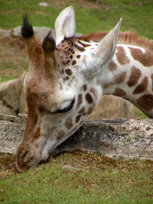 Watch cute wildlife zoo Photo