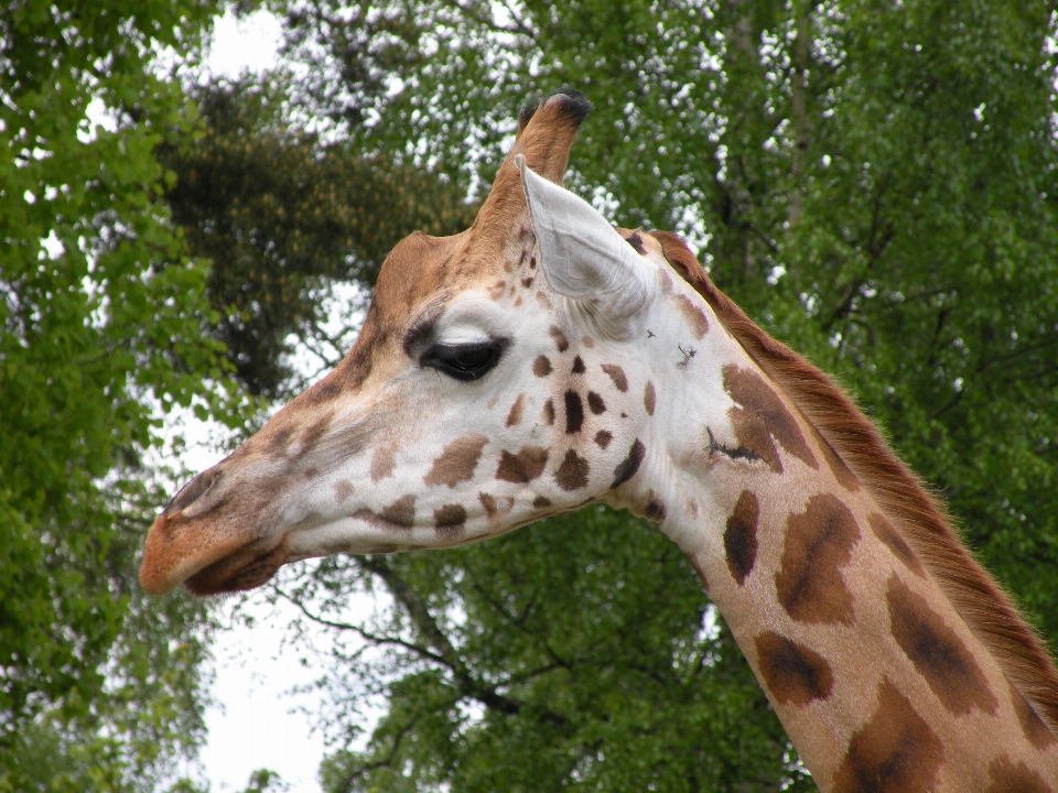 Orologio animali selvatici zoo mammifero