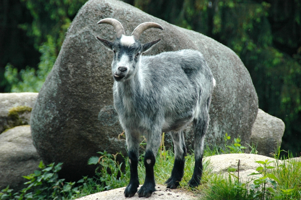 Nature forêt rock faune