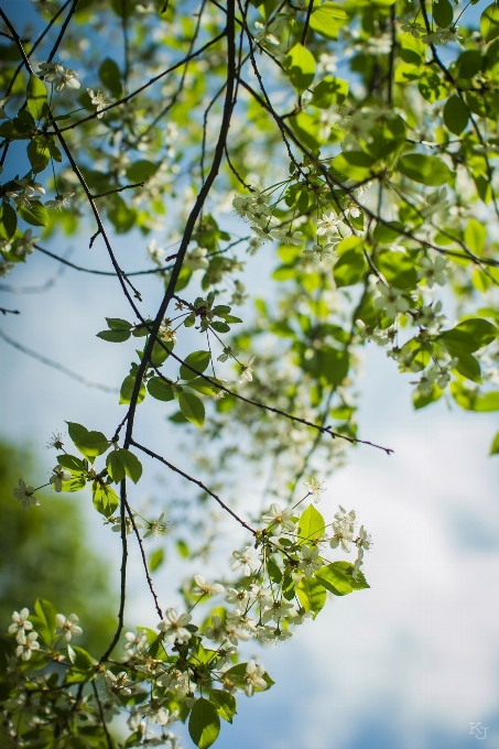 árvore natureza floresta filial