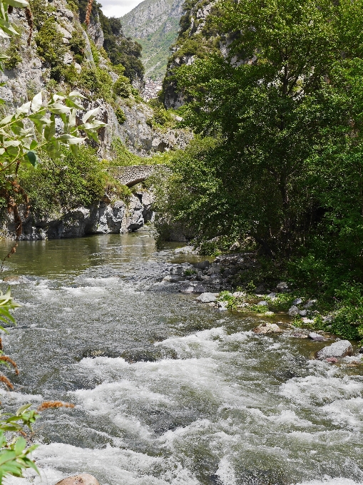 Drzewo woda rock zatoczka
