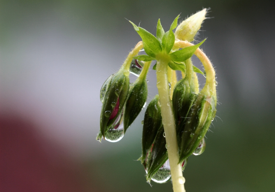 Nature fleurir usine la photographie