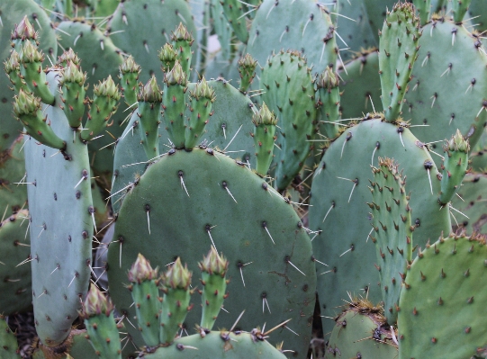 Foto Espinhoso
 cacto
 plantar deserto