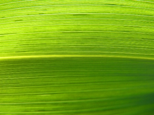 Grass plant field lawn Photo