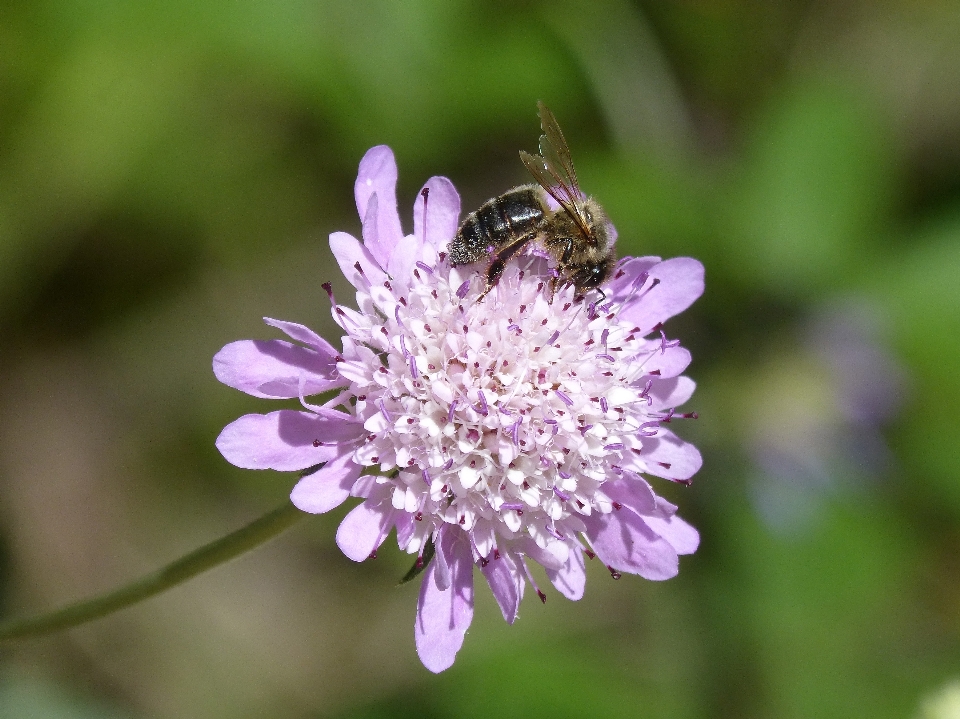 Natura fiore pianta prato
