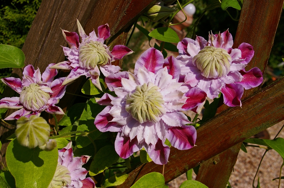 Landscape nature blossom plant