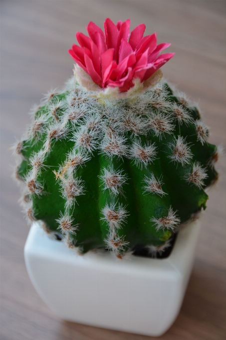 Fleurir épineux
 cactus
 sharp