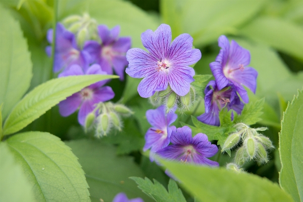 Photo Fleurir usine fleur violet