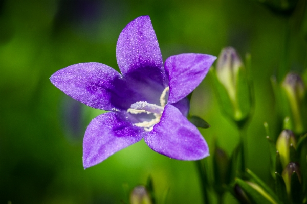 Foto Natura fiore pianta viola