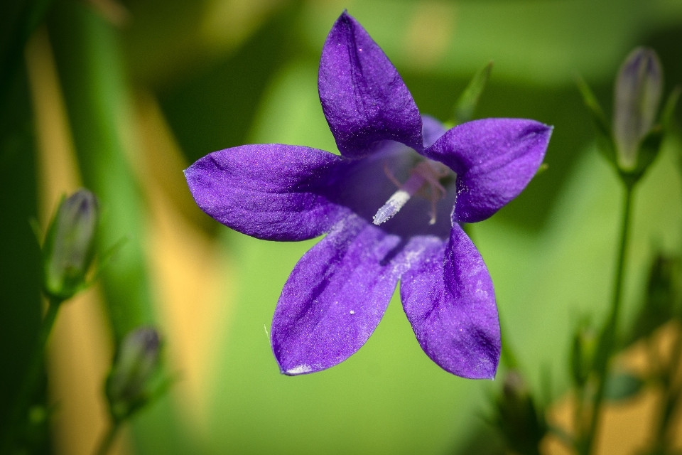 Natura fiore pianta viola