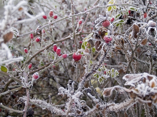 木 ブランチ 花 雪 写真