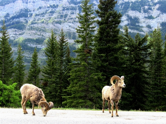 Nature wilderness mountain meadow Photo