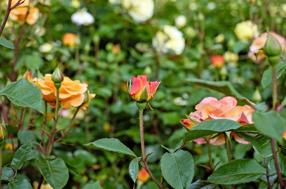 Natura fiore pianta foglia