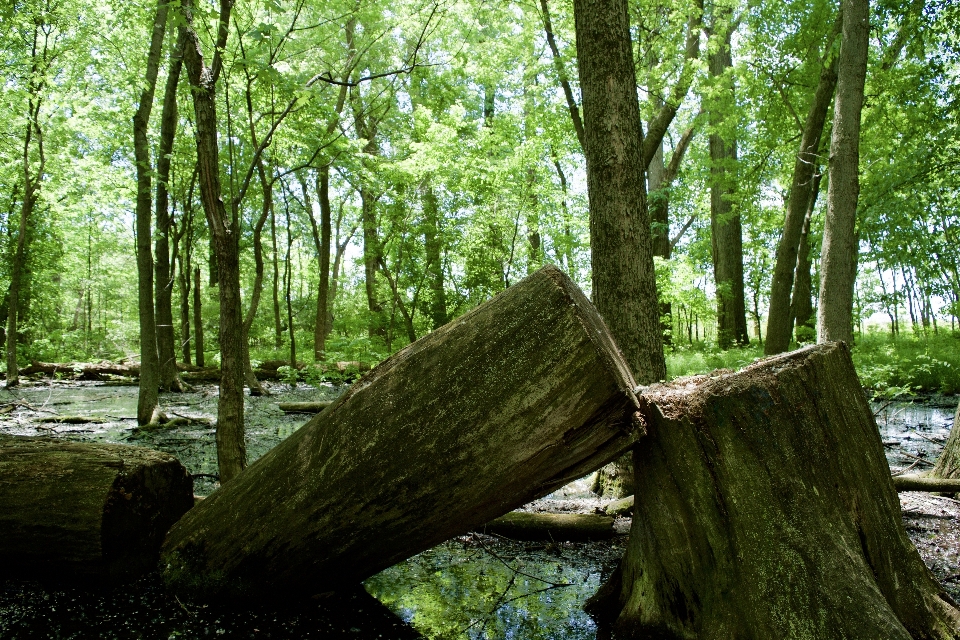 Arbre nature forêt extérieur