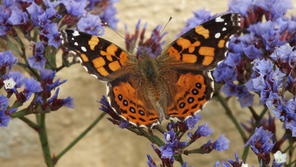 Natur anlage blume tierwelt