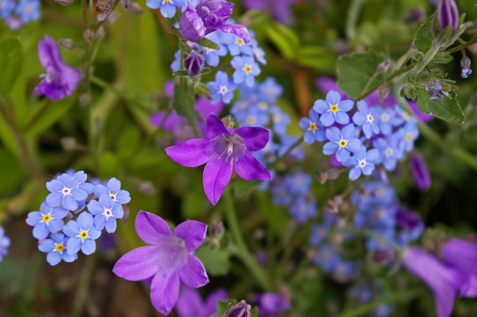 Nature fleurir usine fleur