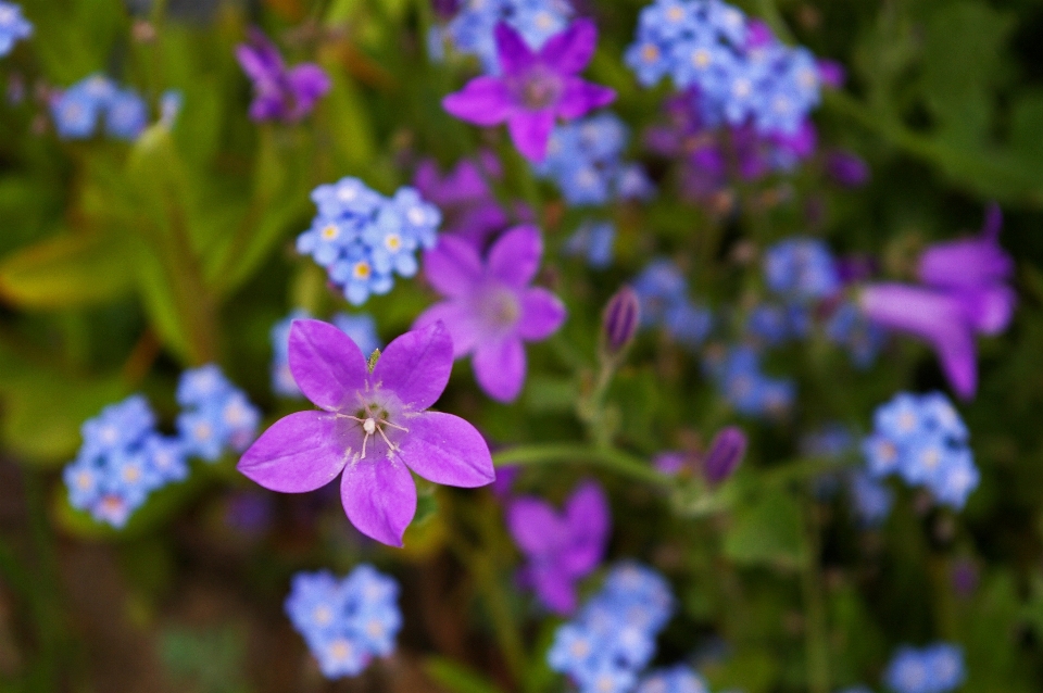 Nature fleurir usine fleur