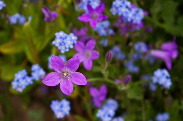 Nature blossom plant flower Photo