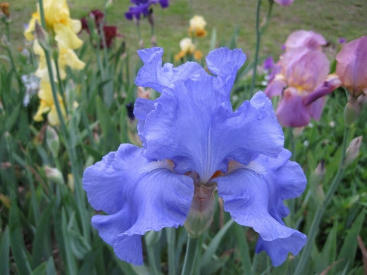 Nature blossom plant flower Photo