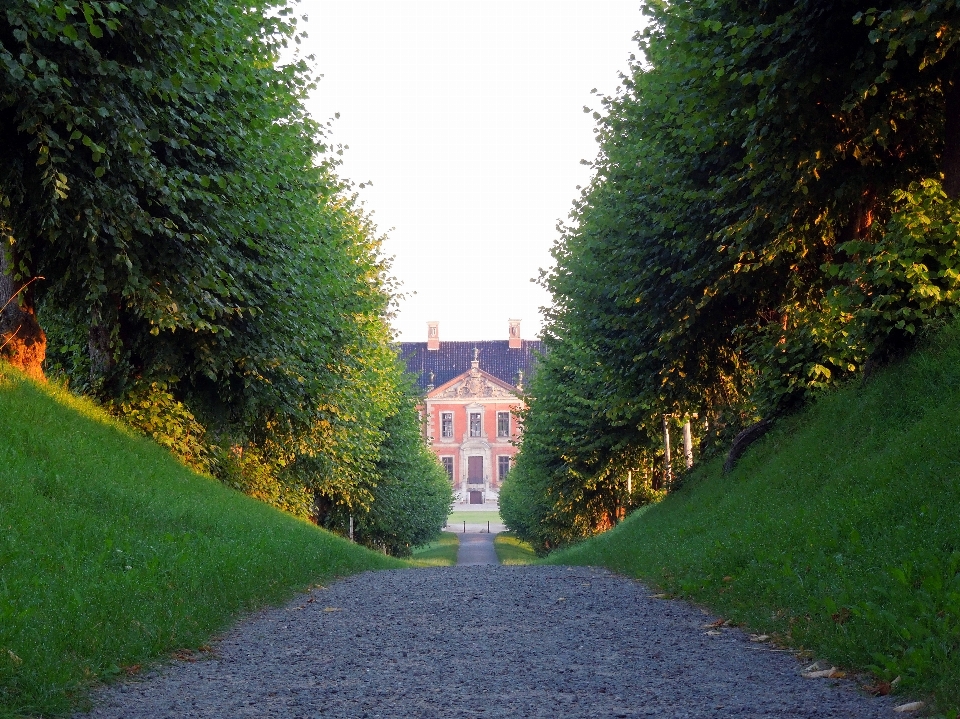 Baum natur gras anlage