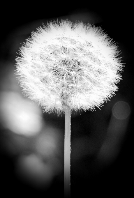 Blüte schwarz und weiß
 anlage weiss