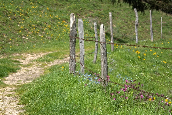 Foto Caminho grama cerca arame farpado
