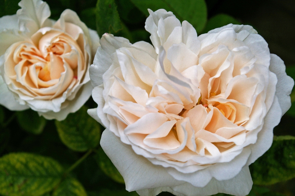 Natur blüte anlage blume