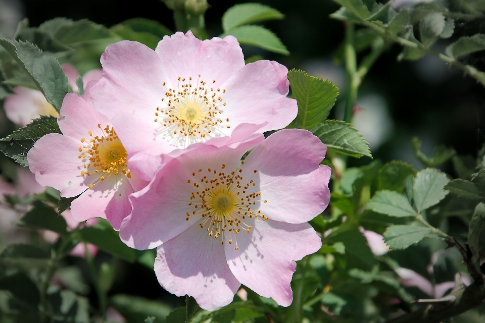 Fiore pianta petalo fioritura