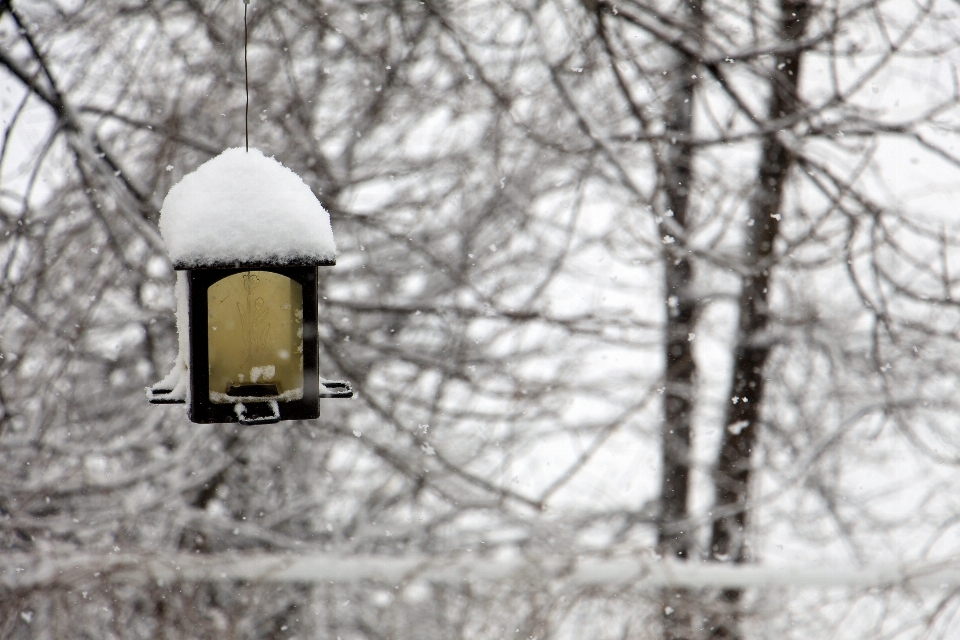 Baum zweig schnee kalt