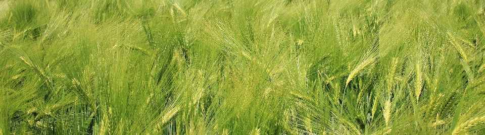 Landscape nature grass plant