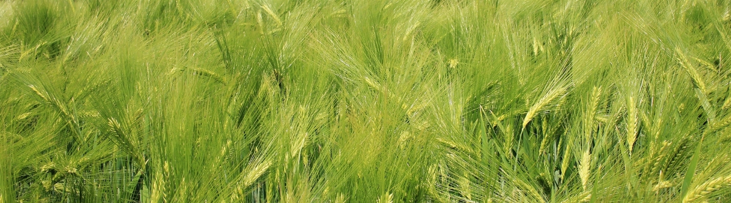 Landscape nature grass plant Photo