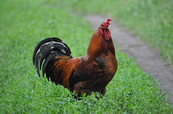 Grass bird farm prairie Photo