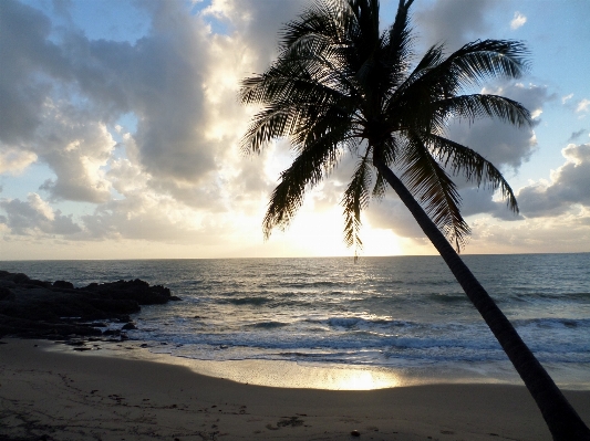 Beach sea coast tree Photo