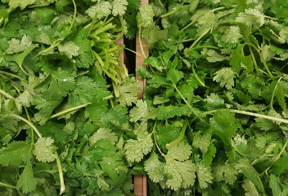 植物 叶子 花 食物