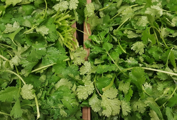 植物 叶子 花 食物 照片