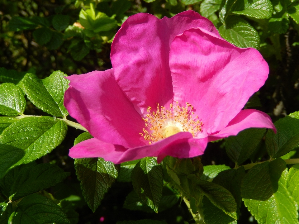 Natur anlage blume blütenblatt