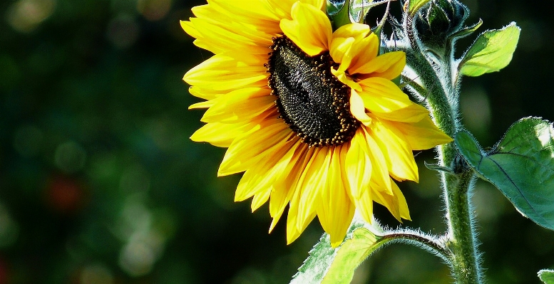 Foto Natureza plantar flor pétala