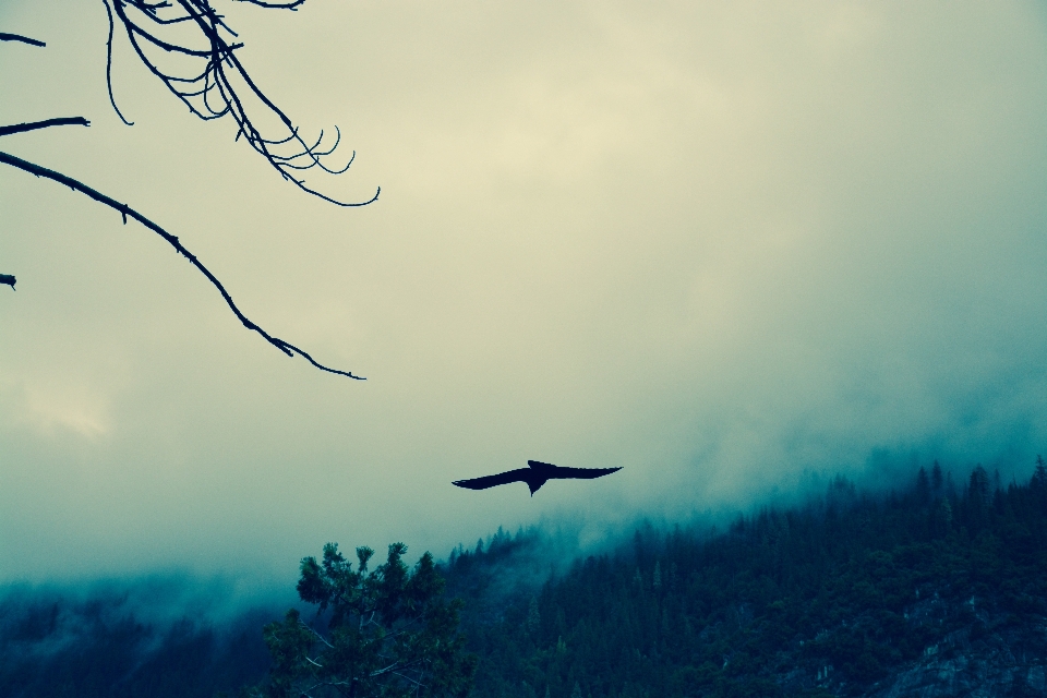 Naturaleza pájaro ala nube