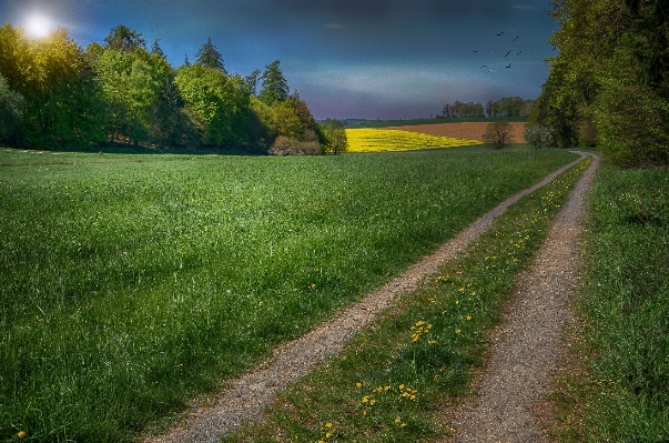 Landscape tree nature grass Photo