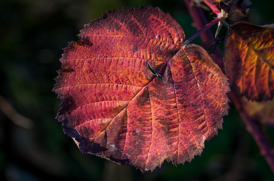 árvore natureza filial plantar