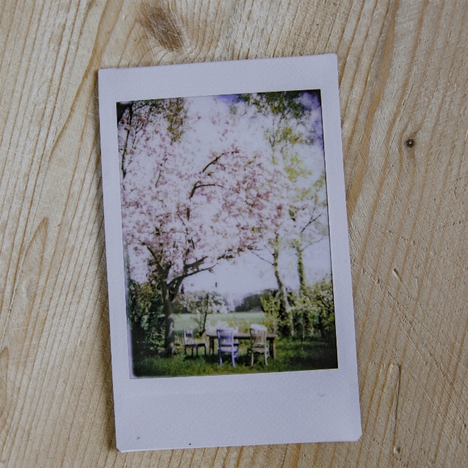 Table landscape tree wood