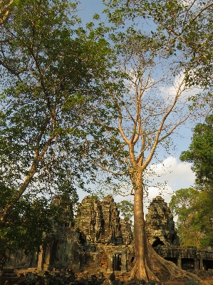 Tree forest rock branch Photo