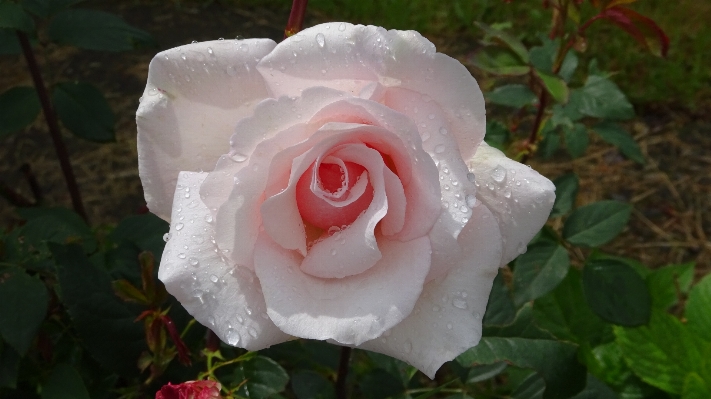 Plant flower petal raindrop Photo