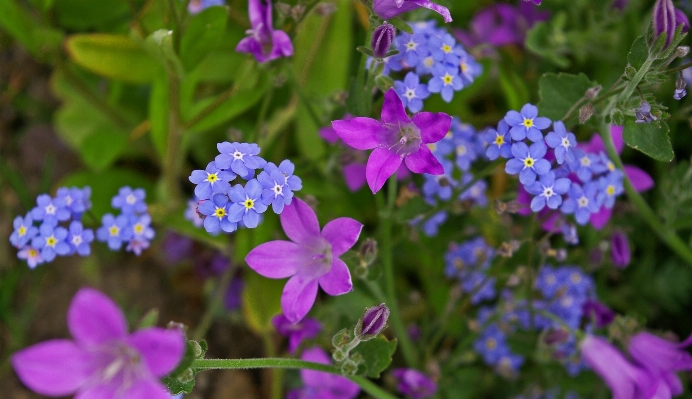 Foto Natureza florescer plantar flor