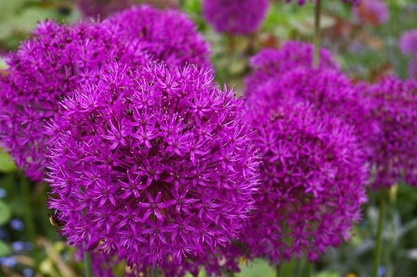 Nature blossom plant meadow Photo